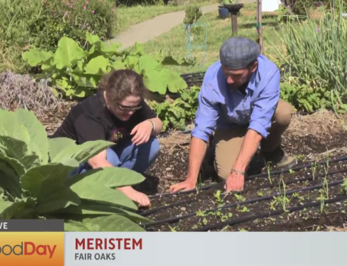 Good Day Sacramento Visits Meristem on Big Day of Giving